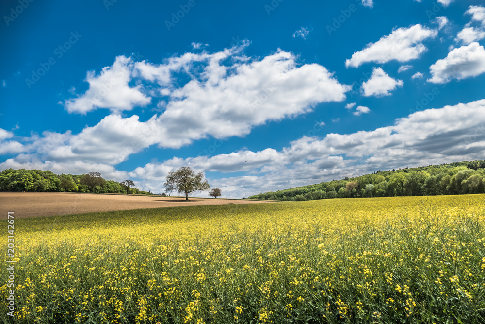Obraz premium Obstbäume im Feld