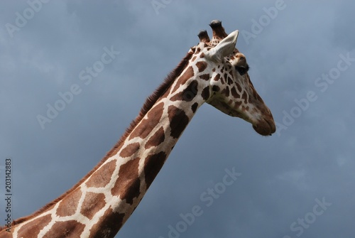 Retrato lateral de jirafa © RobertoAlonso