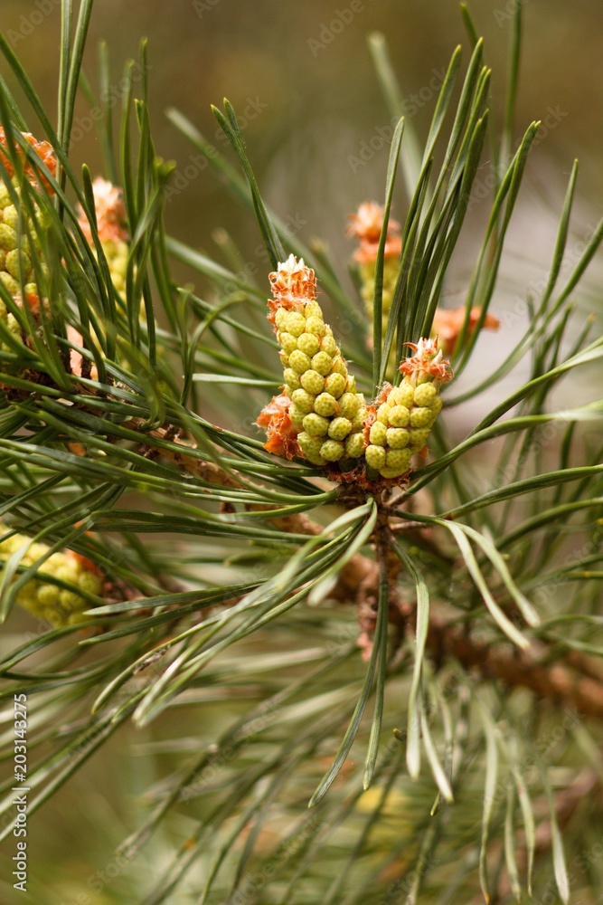 Spring pine cone green needle, pine twig, spring background. Spring pine cone green needle, pine twig, spring background.