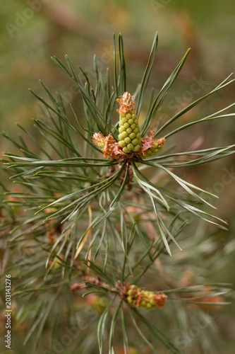 Spring pine cone green needle, pine twig, spring background.