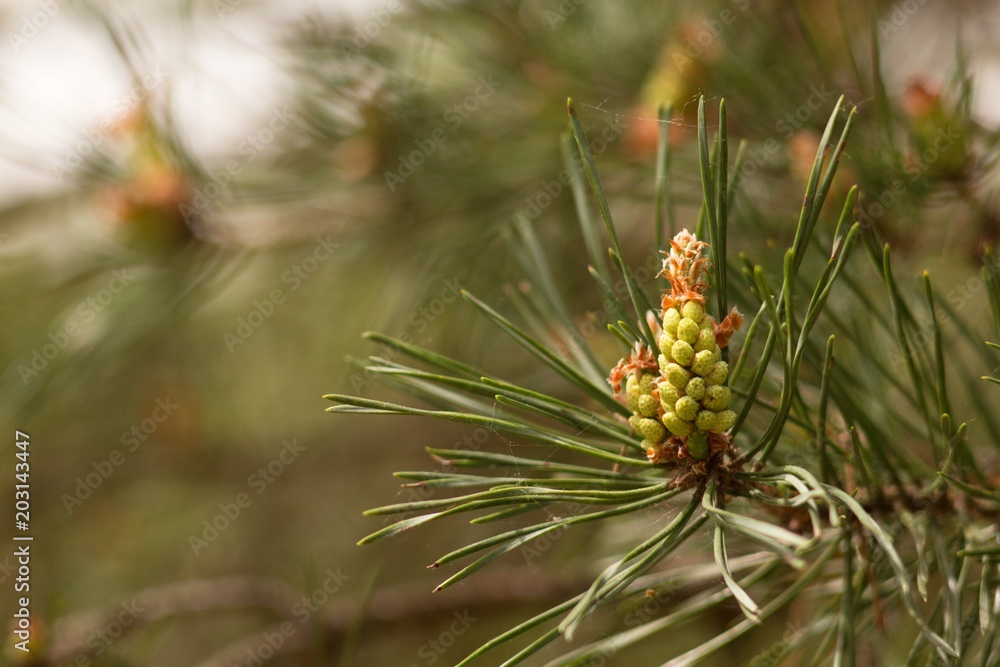 Spring pine cone green needle, pine twig, spring background. Spring pine cone green needle, pine twig, spring background.
