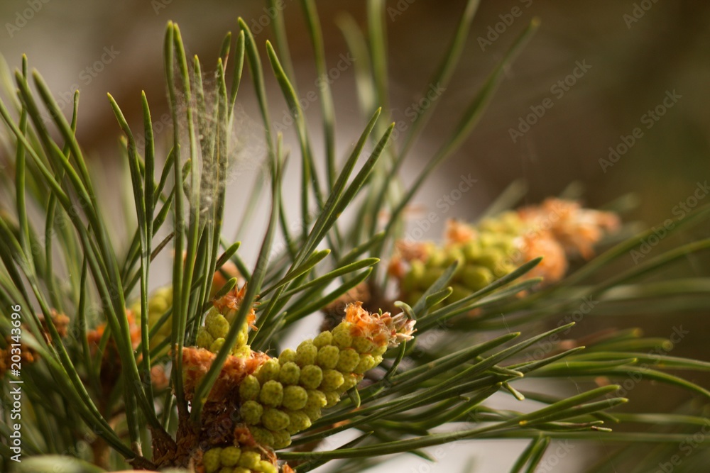 Spring pine cone green needle, pine twig, spring background. Spring pine cone green needle, pine twig, spring background.