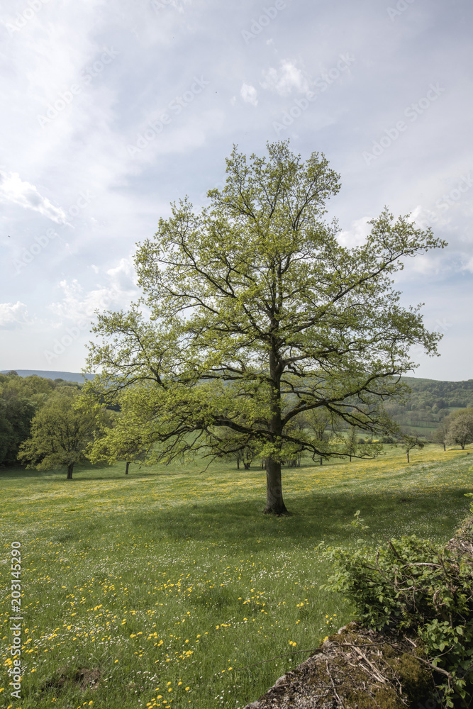 Arbre  seul dans la campagne