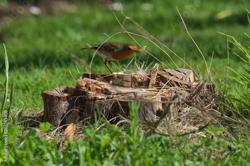 robin redbreast,  Erithacus rubecula, on a tree stump, searching and finding waxworms