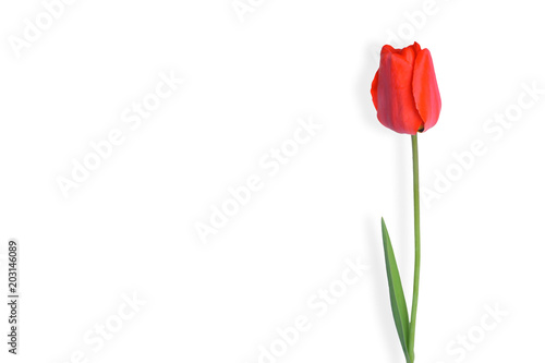 
Red tulip isolated on white background

