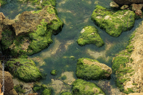 Stones and algae