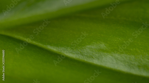 Plant detail. Artistic natural background. Beautiful close-up of fresh green veined leaf with assymetry diagonal line. Abstract organic texture. Small depth of field.