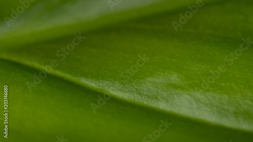 Plant detail. Artistic natural background. Beautiful close-up of fresh green veined leaf with assymetry diagonal line. Abstract organic texture. Small depth of field. photo