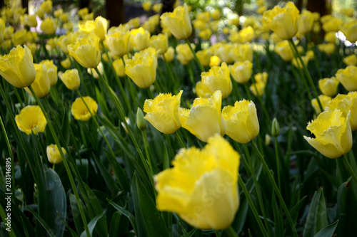 Yellow tulips