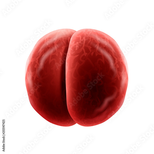 Diplococci bacteria cell