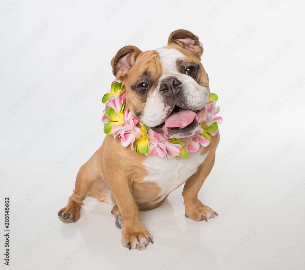 Obraz premium English Bulldog sitting on white background with a flower lei looking at the camera wide shot
