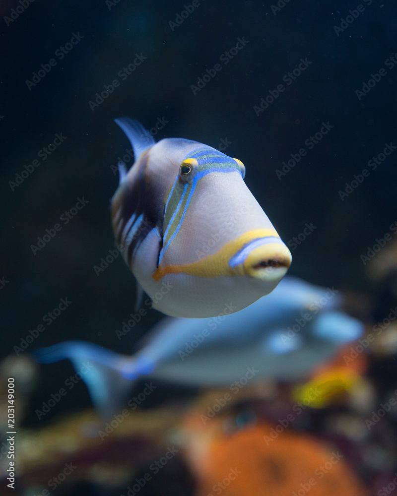 Pesce dei caraibi Pesce dei caraibi