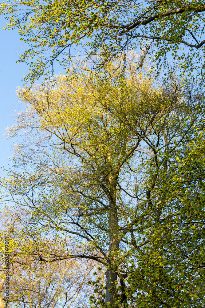 Frisches Buchenlaub (Fagus sylvatica) Rotbuchen im Frühjahr / Schönbuch Frisches Buchenlaub (Fagus sylvatica) Rotbuchen im Frühjahr / Schönbuch