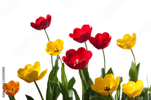 Set of red and yellow tulips. flowers isolated on the white background