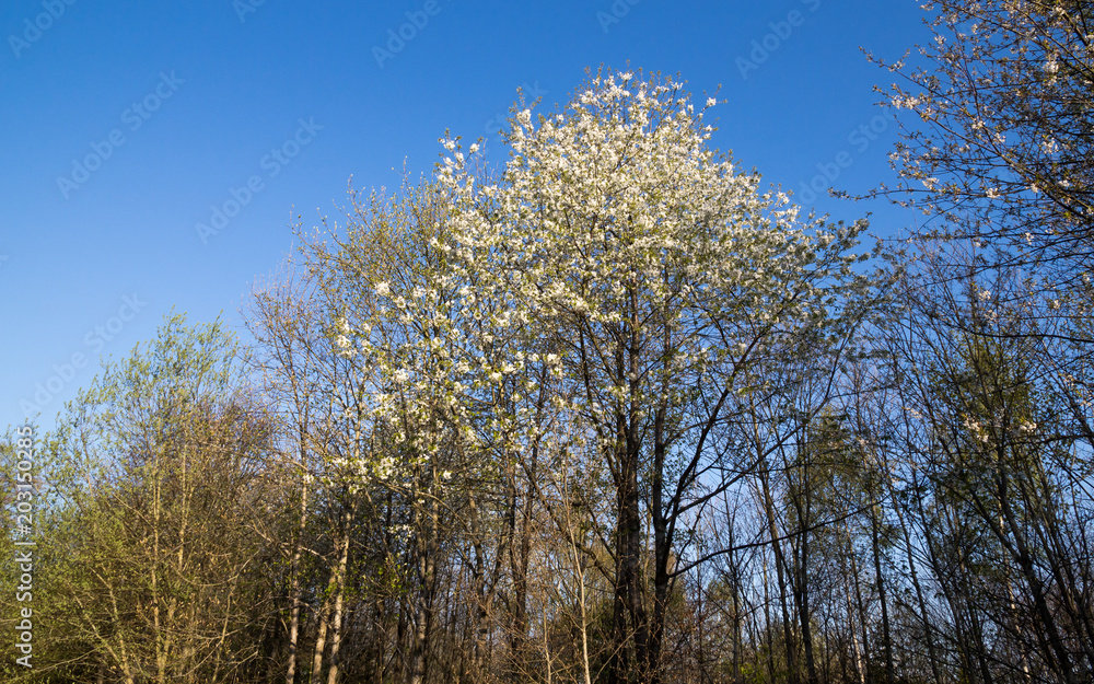 Blühende Vogelkirschen (Prunus avium) im Frühjahr im Schönbuch Blühende Vogelkirschen (Prunus avium) im Frühjahr im Schönbuch