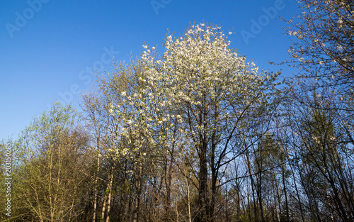 Blühende Vogelkirschen (Prunus avium) im Frühjahr im Schönbuch