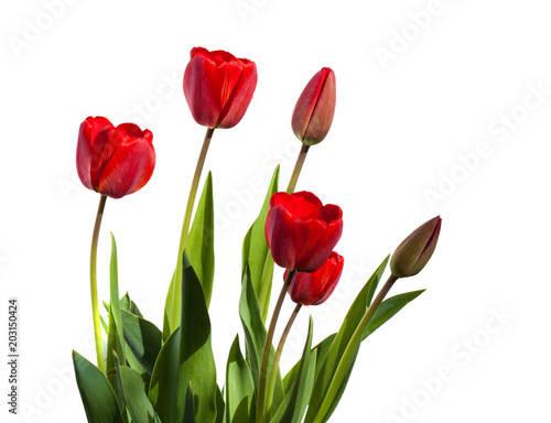 beautiful red tulips. Floral background.