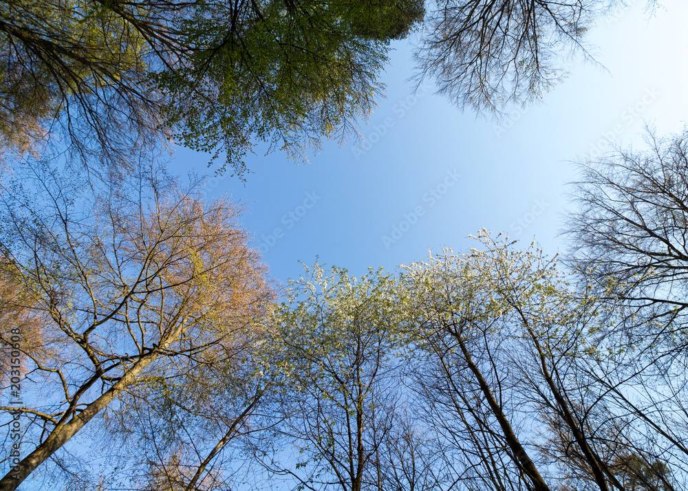 Blick nach oben im Frühlingswald Blick nach oben im Frühlingswald