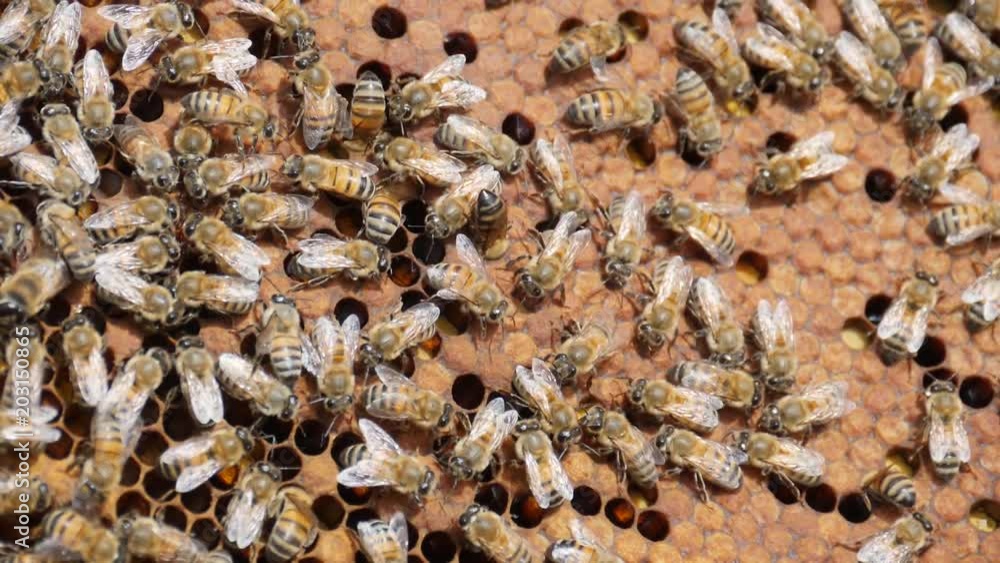 Beehive in the apiary. Bees collect nectar . Life inside the hive. Extreme close up.Slow motion 180fps Beehive in the apiary. Bees collect nectar . Life inside the hive. Extreme close up.Slow motion 180fps