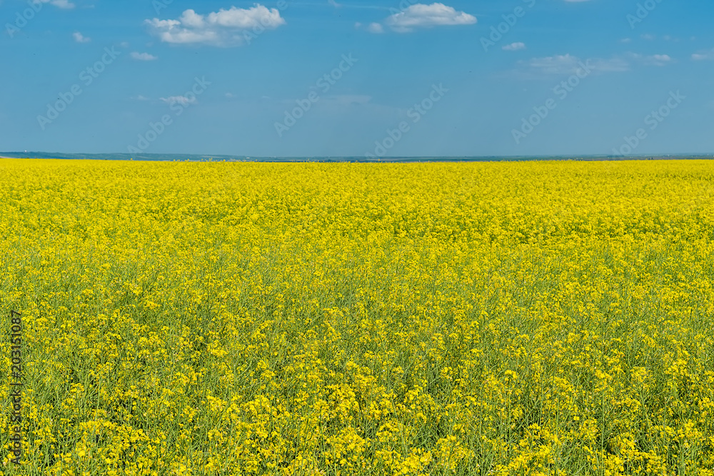 Oilseed rape field Oilseed rape field