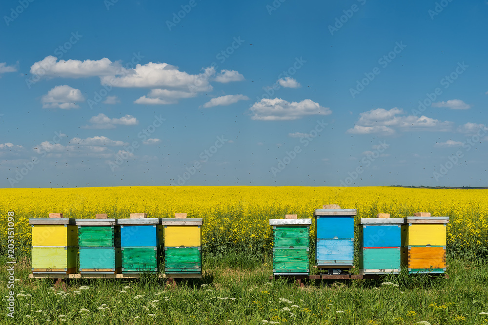 hives with bees in the field with oilseed rape hives with bees in the field with oilseed rape