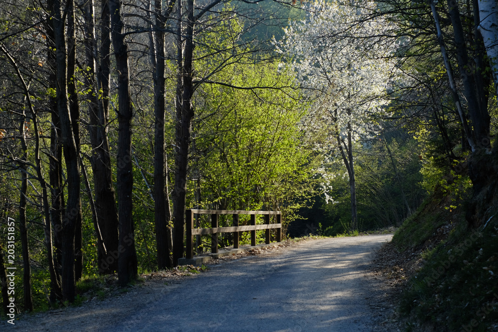 Fototapeta premium roads in the spring woods