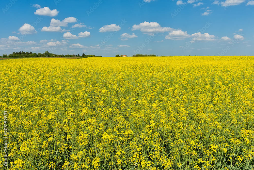 Oilseed rape field Oilseed rape field