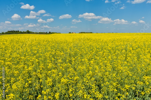 Oilseed rape field 