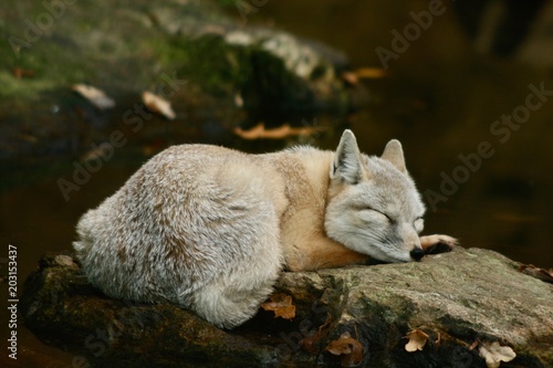 Fox