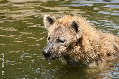 hyena