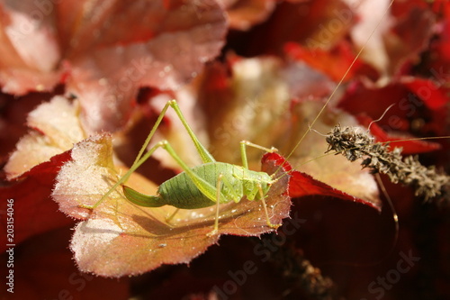 cricket