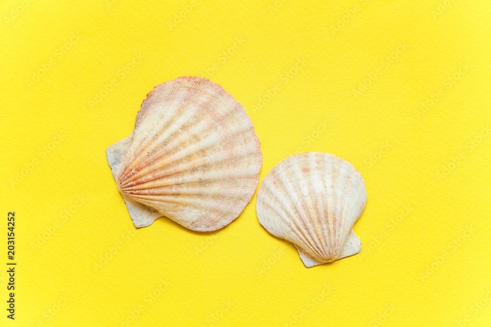 Tropical Background. Seashell on yellow colourful trendy modern fashion background. Vacation travel summer weekend sea adventure trip concept