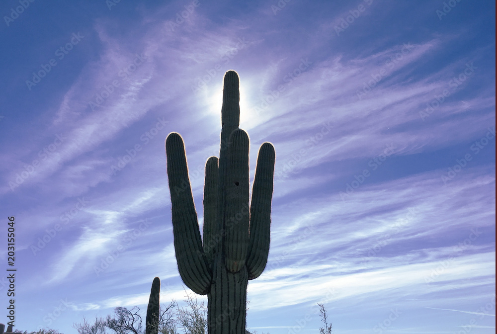 Desert location Saguaro Cactus tree in silhouette Desert location Saguaro Cactus tree in silhouette