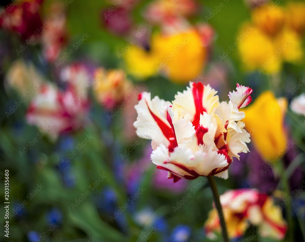 Colorful spring tulips and flowers at Keukenhof Gardens Netherlands Colorful spring tulips and flowers at Keukenhof Gardens Netherlands