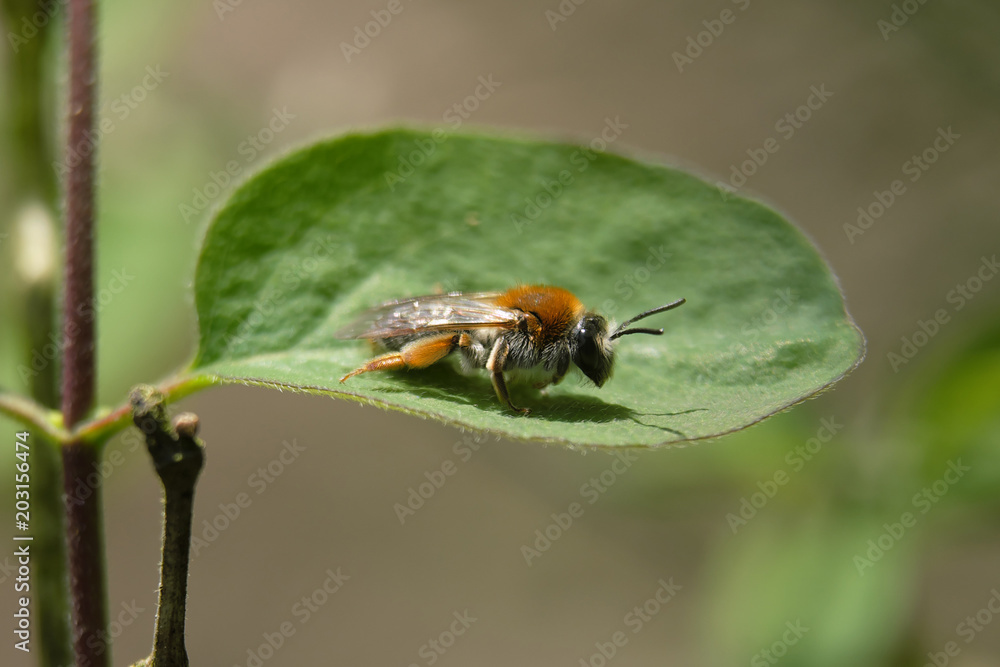 Ackerhummel - Stockphoto Ackerhummel - Stockphoto
