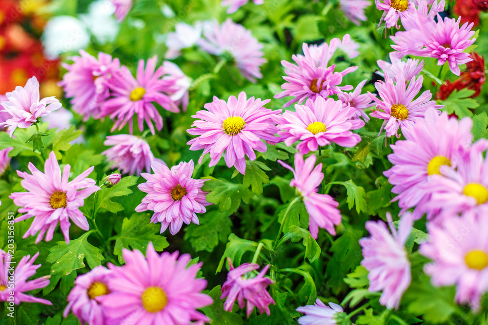weighing flowers of different color, beautiful background weighing flowers of different color, beautiful background