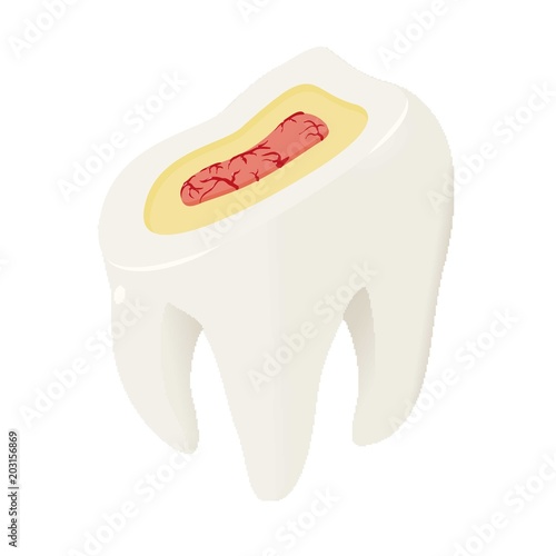 Section of tooth icon. Isometric of section of tooth vector icon for web design isolated on white background