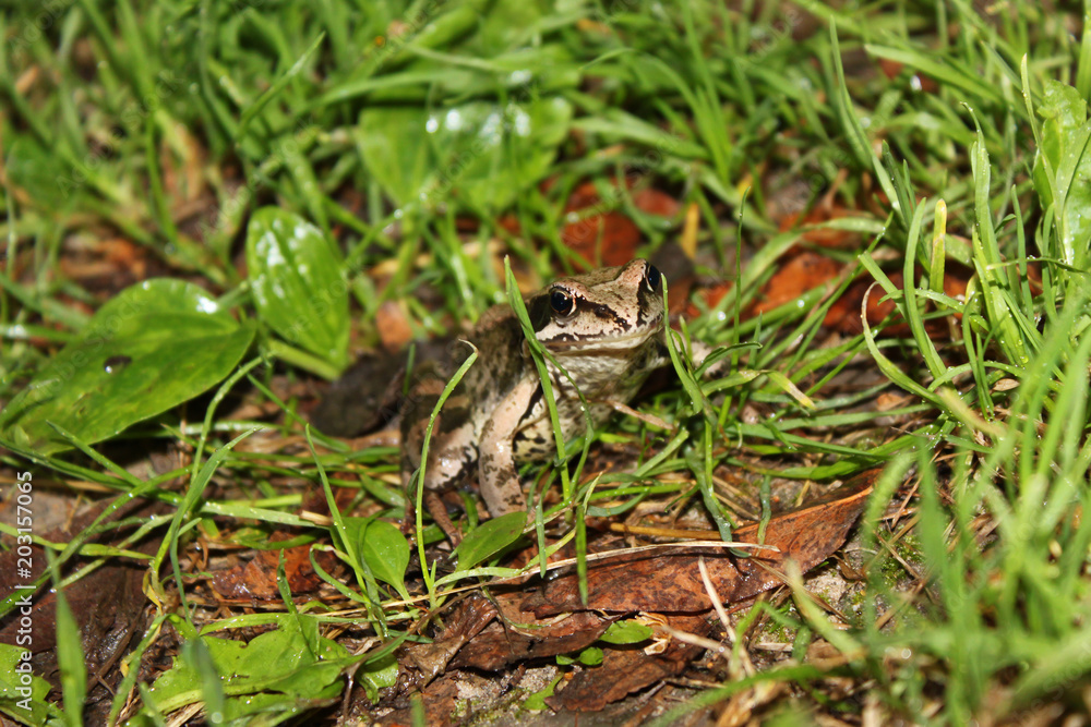 Green frog disguised in the grass and fallen leaves