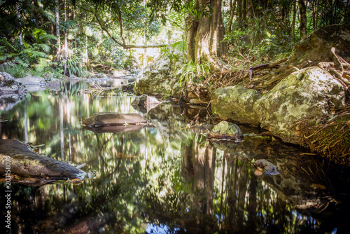 Rainforest stream in Australia with reflections  rocks and greenery.