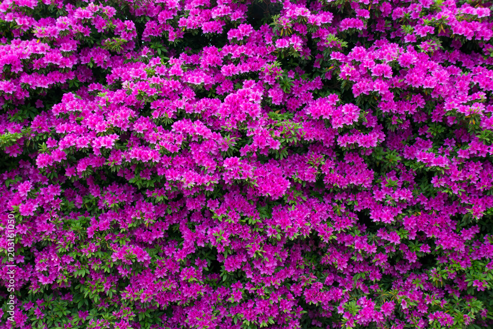 Fototapeta premium 満開のつつじの花