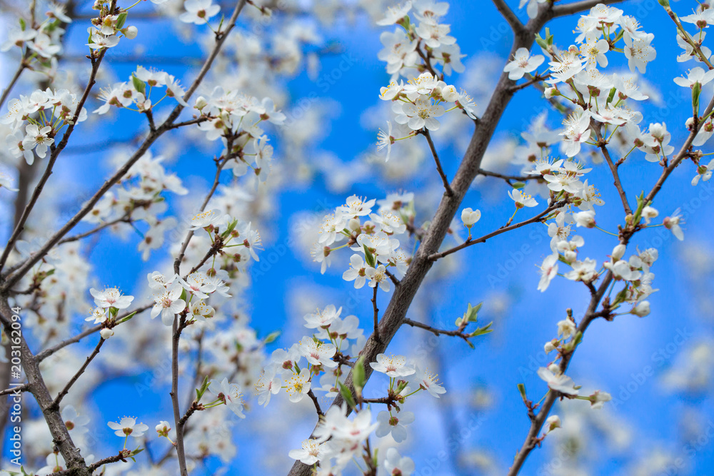 Beautiful cherry blossom sakura in spring time over sky Beautiful cherry blossom sakura in spring time over sky