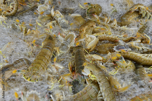 Fresh mantis shrimp
