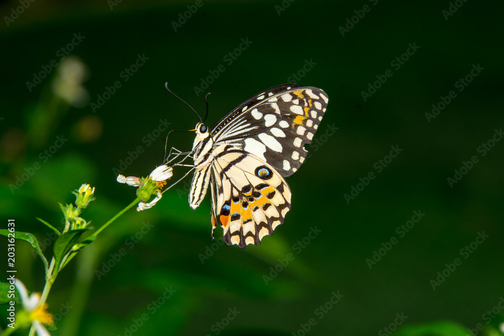 Obraz premium butterfly