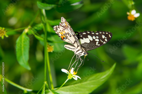 butterfly