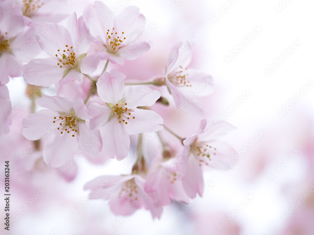 サクラの花 サクラの花