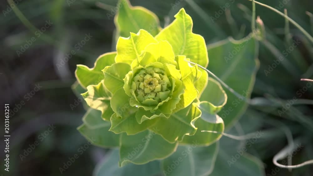 Yellow Flower Perennial Plant Euphorbia Esula Spurge in mountains and rocks strong summer wind Yellow Flower Perennial Plant Euphorbia Esula Spurge in mountains and rocks strong summer wind