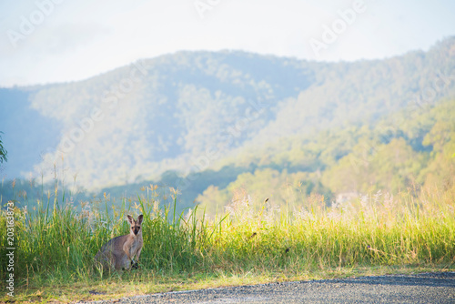 Shy wallaby watching from the side of the road.  