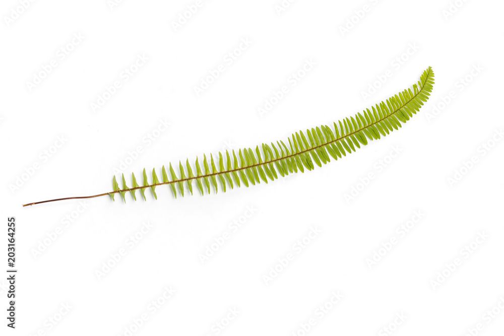 Obraz premium Green leaf is Asian herb.