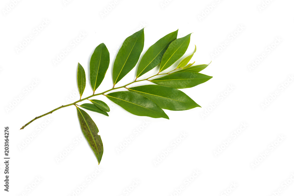 Green leaf is Asian herb.