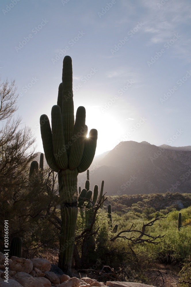 A saguaro cactus silhouetted in the sunrise in the Sonoran desert